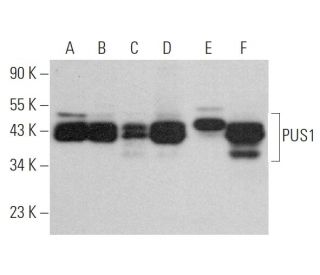 PUS1 Antibody (F-9) - Western Blotting - Image 375871 