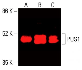 PUS1 Antibody (A-4) - Western Blotting - Image 416188