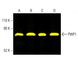 PWP1 Antibody (B-2) - Western Blotting - Image 404197 