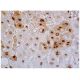 PWP1 Antibody (C-5) - Immunohistochemistry - Image 346193