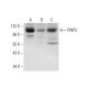 PWP2 Antibody (H-7) - Western Blotting - Image 304930 