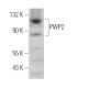 PWP2 Antibody (H-7) - Western Blotting - Image 371321