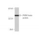 PXDN Antibody (2C11) - Western Blotting - Image 348886