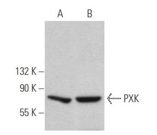PXK Antibody (D-6) - Western Blotting - Image 371914 