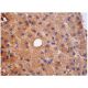 PXR Antibody (G-11) - Immunohistochemistry - Image 282269 