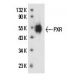 PXR Antibody (G-11) - Western Blotting - Image 12713