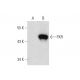 PXR Antibody (G-11) - Western Blotting - Image 132174 