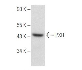 PXR Antibody (H-11) - Western Blotting - Image 357419 