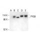 PYGB Antibody (B-5) - Western Blotting - Image 411854