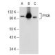 western blotting image from recommended PYGB/M (10H5) monoclonal antibody replacement. Image 72812