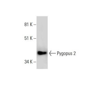 Pygopus 2 Antibody (B-12) - Western Blotting - Image 289789 