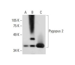 Pygopus 2 Antibody (B-8) - Western Blotting - Image 289497 