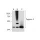 Pygopus 2 Antibody (B-8) - Western Blotting - Image 289497 