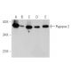 Pygopus 2 Antibody (B-8) - Western Blotting - Image 359582