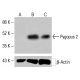 Anticorpo Pygopus 2 (B-8): sc-390528. Analisi mediante Western blot dell'espressione di Pygopus 2 in lisati cellulari completi HCT-116 non trattati (A), HCT-116 trattati chimicamente (B) e K-562 (C). β-Actina (C4): sc-47778 utilizzato come controllo di caricamento. Reagente di rilevamento utilizzato: m-IgG Fc BP-HRP: sc-525409. Pygopus 2 Antibody (B-8) - Western Blotting - Image 415088