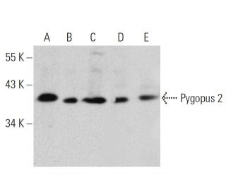 Pygopus 2 Antibody (B-12) - Western Blotting - Image 359581