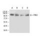 PYK2 Antibody (5E2D5) - Western Blotting - Image 137480 