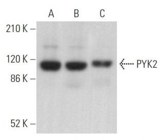 PYK2 Antibody (D-1) - Western Blotting - Image 379366 