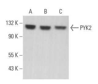 PYK2 Antibody (E-3) - Western Blotting - Image 379365 