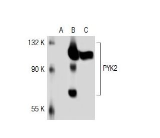 PYK2 Antibody (Y-129) - Western Blotting - Image 37075