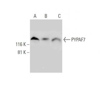 PYPAF7 Antibody (A-3) - Western Blotting - Image 289017 