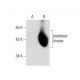 pyridoxal kinase Antibody (E-2) - Western Blotting - Image 137945
