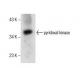 pyridoxal kinase Antibody (E-2) - Western Blotting - Image 286090 