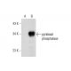 pyridoxal phosphatase Antibody (A-11) - Western Blotting - Image 128924 