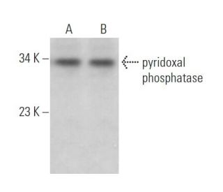 pyridoxal phosphatase Antibody (A-11) - Western Blotting - Image 373428 