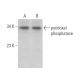 pyridoxal phosphatase Antibody (A-11) - Western Blotting - Image 373428 