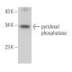 pyridoxal phosphatase Antibody (A-11) - Western Blotting - Image 373432