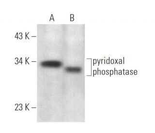 pyridoxal phosphatase Antibody (D-12) - Western Blotting - Image 375092 