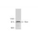 Pyrin Antibody (C-11) - Western Blotting - Image 291004