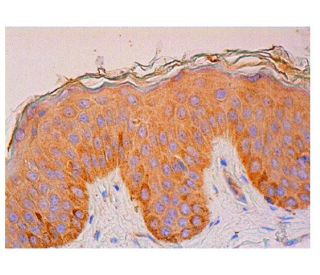 PYST2 Antibody (C-9) - Immunohistochemistry - Image 315744 