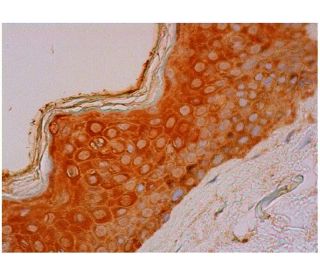 PYST2 Antibody (D-8) - Immunohistochemistry - Image 333993 