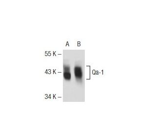 Qa-1 Antibody (6A8.6F10) - Western Blotting - Image 73120 