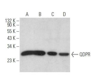 QDPR Antibody (B-1) - Western Blotting - Image 372426 