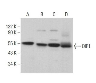 QIP1 Antibody (B-6) - Western Blotting - Image 379841 