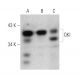 QKI Antibody (N147/6) - Western Blotting - Image 368573