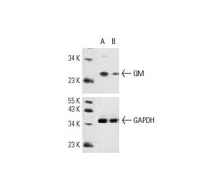 QM siRNA (h): sc-36334. Western blot analysis of QM expression in non-transfected control (A) and QM siRNA transfected (B) 