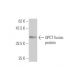 QPCT Antibody (4E11) - Western Blotting - Image 349549
