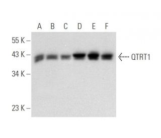 QTRT1 Antibody (D-7) - Western Blotting - Image 309490 