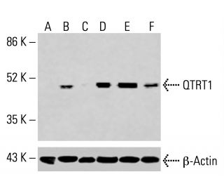 QTRT1 Antibody (D-7) - Western Blotting - Image 415557
