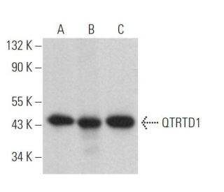 QTRTD1 Antibody (B-11) - Western Blotting - Image 369066 
