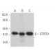 QTRTD1 Antibody (B-11) - Western Blotting - Image 369066 