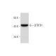 QTRTD1 Antibody (D-4) - Western Blotting - Image 298631