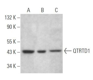 QTRTD1 Antibody (D-4) - Western Blotting - Image 369061 