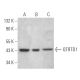 QTRTD1 Antibody (D-4) - Western Blotting - Image 369061 