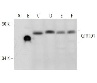 QTRTD1 Antibody (D-5) - Western Blotting - Image 295933