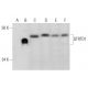 QTRTD1 Antibody (D-5) - Western Blotting - Image 295933